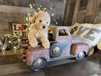 Casper , a male Maltipoo for sale in San Antonio, TX – Photo 6 of 6