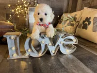 Olaf, a male Maltipoo for sale in San Antonio, TX – 6 of 6