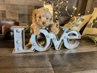Ariel , a female Maltipoo for sale in San Antonio, TX – 4 of 6