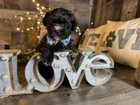 Blackie , a male Maltipoo for sale in San Antonio, TX – 3 of 5
