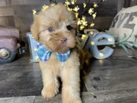 Teddy, a male Maltipoo for sale in San Antonio, TX – 6 of 8