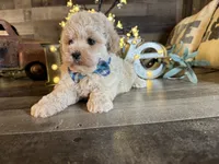 Bear, a male Maltipoo for sale in San Antonio, TX – 2 of 5
