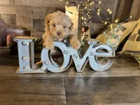 Ariel , a female Maltipoo for sale in San Antonio, TX – 5 of 6