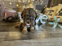 Magnus, a male Maltipoo for sale in San Antonio, TX – 1 of 9