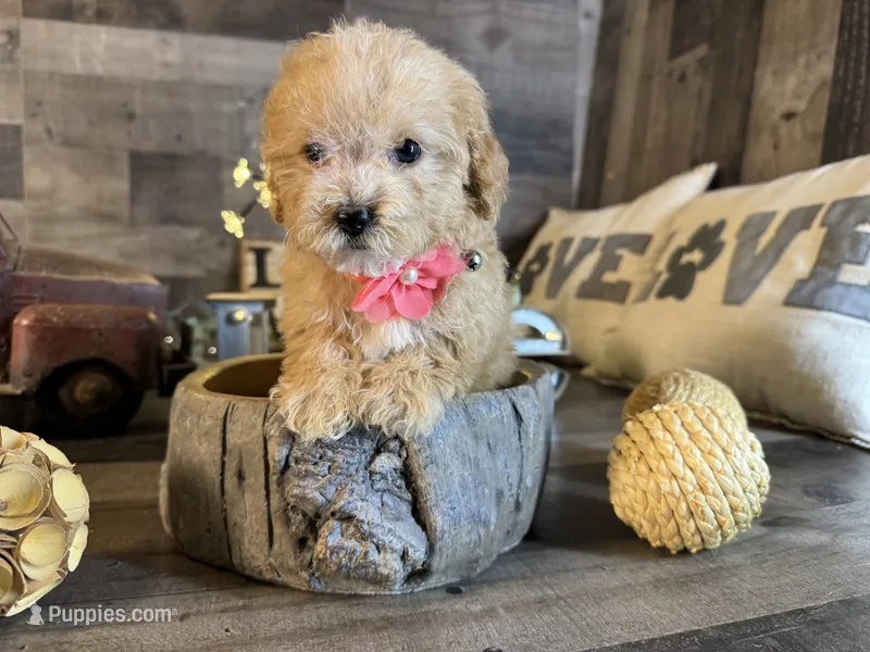 Nala – Maltipoo puppy for sale in San Antonio, TX