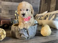 Nala, a female Maltipoo for sale in San Antonio, TX – 1 of 7