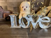 Elsa, a female Maltipoo for sale in San Antonio, TX – 4 of 8