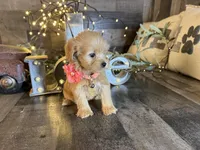 Molly , a female Maltipoo for sale in San Antonio, TX – 3 of 5