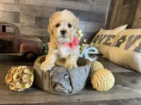 Ana, a female Maltipoo for sale in San Antonio, TX – 6 of 6