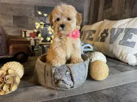 Mini , a female Maltipoo for sale in San Antonio, TX – 5 of 8