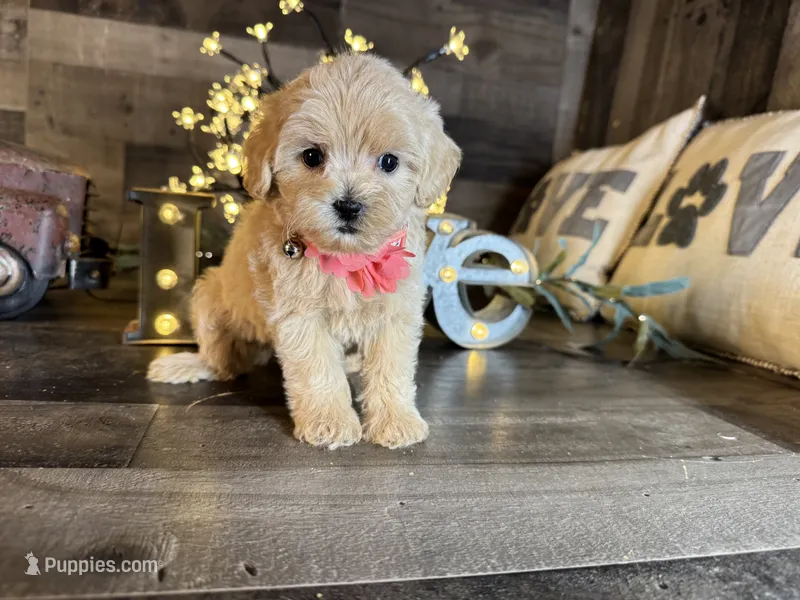 Sassy  – Maltipoo puppy for sale in San Antonio, TX