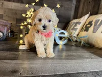 Sassy , a female Maltipoo for sale in San Antonio, TX – 1 of 5