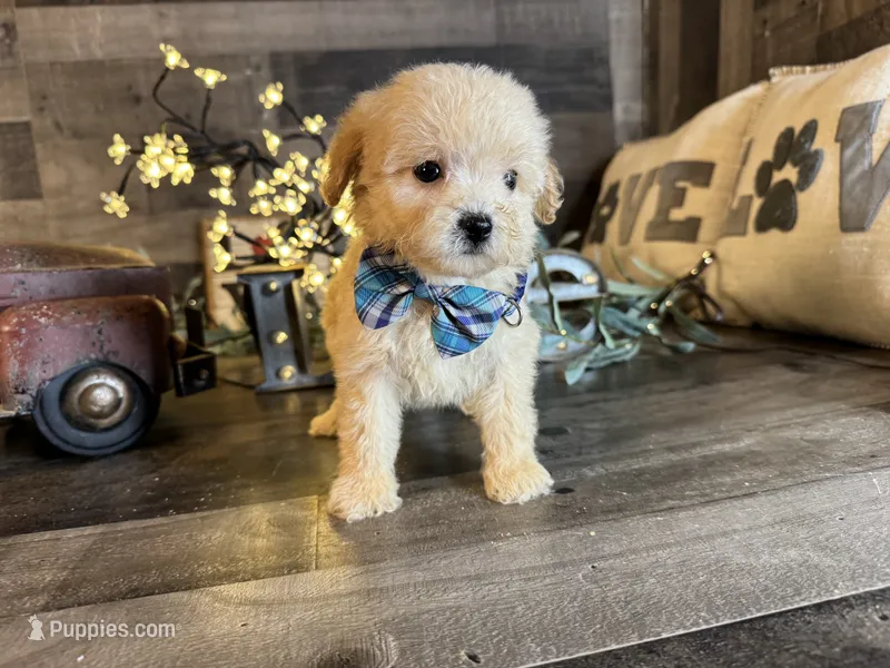 Snoopy – Maltipoo puppy for sale in San Antonio, TX