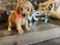 Daisy , a female Maltipoo for sale in San Antonio, TX – 3 of 7