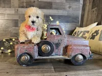 Nala, a female Maltipoo for sale in San Antonio, TX – 6 of 7