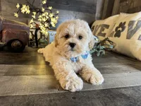 Bear, a male Maltipoo for sale in San Antonio, TX – 6 of 6