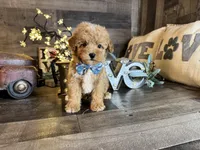 Simba, a male Maltipoo for sale in San Antonio, TX – 6 of 6