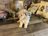 Moana, a female Maltipoo for sale in San Antonio, TX – 2 of 8