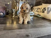 Tiffany , a female Maltipoo for sale in San Antonio, TX – Photo 1 of 6