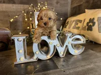 Tiffany , a female Maltipoo for sale in San Antonio, TX – Photo 5 of 6