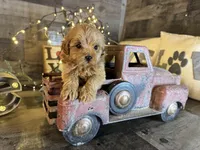 Tiffany , a female Maltipoo for sale in San Antonio, TX – Photo 4 of 6