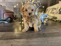 Tiffany , a female Maltipoo for sale in San Antonio, TX – Photo 3 of 6
