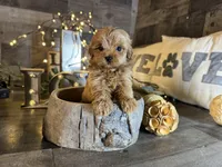 Tiffany , a female Maltipoo for sale in San Antonio, TX – Photo 6 of 6