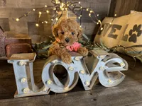 Nala, a female Maltipoo for sale in San Antonio, TX – 7 of 7