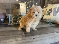 Bella, a female Maltipoo for sale in San Antonio, TX – 6 of 7