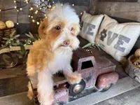 Magnus, a male Maltipoo for sale in San Antonio, TX – Photo 3 of 6