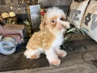 Magnus, a male Maltipoo for sale in San Antonio, TX – Photo 5 of 6