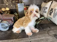 Magnus, a male Maltipoo for sale in San Antonio, TX – Photo 4 of 6