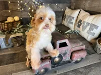 Magnus, a male Maltipoo for sale in San Antonio, TX – Photo 6 of 6