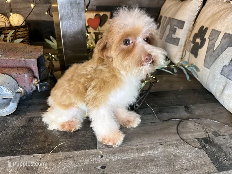 Magnus, a male Maltipoo for sale in San Antonio, TX – Photo 1 of 6