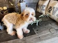 Magnus, a male Maltipoo for sale in San Antonio, TX – Photo 2 of 6