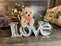 Shine, a female Maltipoo for sale in San Antonio, TX – 4 of 7