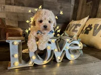 Bear, a male Maltipoo for sale in San Antonio, TX – 4 of 5