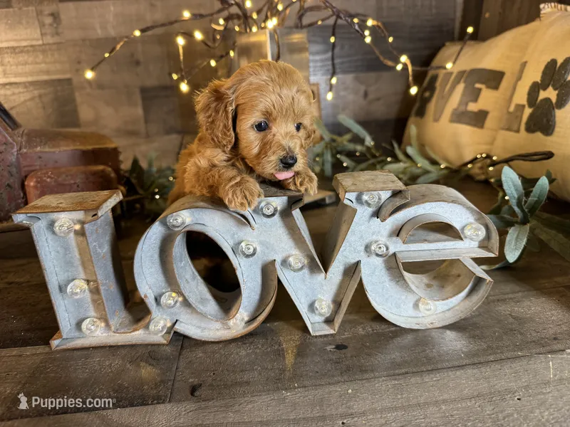 Daisy  – Maltipoo puppy for sale in San Antonio, TX