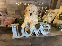 Teddy, a male Maltipoo for sale in San Antonio, TX – 3 of 8