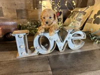 Nala , a female Maltipoo for sale in San Antonio, TX – 2 of 8
