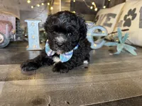 Blackie , a male Maltipoo for sale in San Antonio, TX – 2 of 5