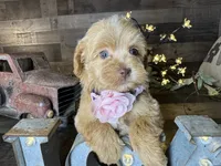 Mía , a female Maltipoo for sale in San Antonio, TX – 2 of 7