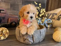 Tiffany , a female Maltipoo for sale in San Antonio, TX – 5 of 5