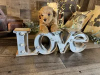 Clifford , a male Maltipoo for sale in San Antonio, TX – 6 of 7