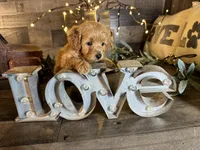 Daisy , a female Maltipoo for sale in San Antonio, TX – 6 of 7