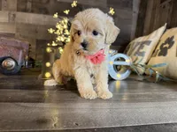 Sassy , a female Maltipoo for sale in San Antonio, TX – 4 of 5