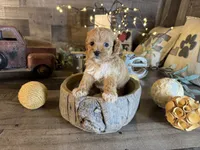 Nala , a female Maltipoo for sale in San Antonio, TX – 6 of 8