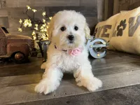 Bella, a female Maltipoo for sale in San Antonio, TX – 5 of 6