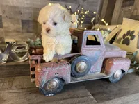 Elsa, a female Maltipoo for sale in San Antonio, TX – 5 of 8