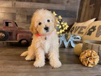 Mia, a female Maltipoo for sale in San Antonio, TX – 2 of 6